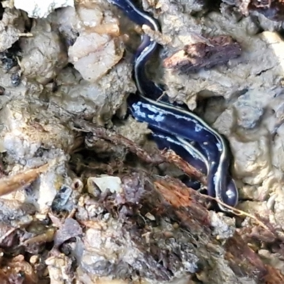 Caenoplana coerulea (Blue Planarian, Blue Garden Flatworm) at Valla Beach, NSW - 17 Aug 2025 by trevorpreston