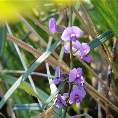 Hovea linearis (Narrow-leaved Hovea) at Valla Beach, NSW - 17 Aug 2025 by trevorpreston