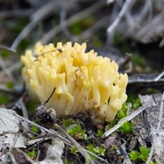 Ramaria sp. at Bruce, ACT - 16 Aug 2025 by Rheardy