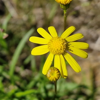 Senecio madagascariensis (Madagascan Fireweed, Fireweed) at Valla, NSW - 17 Aug 2025 by trevorpreston
