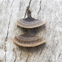 Trametes sp. at Bruce, ACT - 16 Aug 2025 by Rheardy