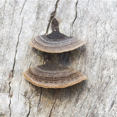 Trametes sp. at Bruce, ACT - 16 Aug 2025 by Rheardy
