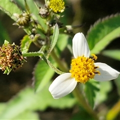 Bidens pilosa (Cobbler's Pegs, Farmer's Friend) at Valla, NSW - 17 Aug 2025 by trevorpreston