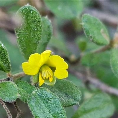 Hibbertia aspera subsp. aspera at Valla, NSW - 17 Aug 2025 by trevorpreston