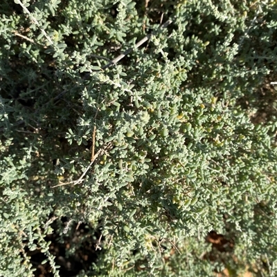 Maireana pyramidata (Sago Bush) at Tibooburra, NSW - 20 Jun 2025 by Tapirlord