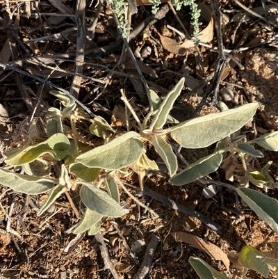 Solanum lithophilum (Velvet Potato-Bush) at Tibooburra, NSW - 20 Jun 2025 by Tapirlord