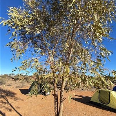 Corymbia terminalis (Northern Bloodwood, Desert Bloodwood) at Tibooburra, NSW - 20 Jun 2025 by Tapirlord