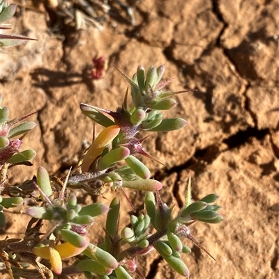 Sclerolaena ventricosa (Salt Bindyi) at Tibooburra, NSW - 19 Jun 2025 by Tapirlord