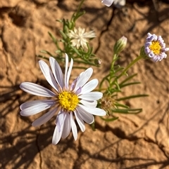 Roebuckiella similis at Tibooburra, NSW - 19 Jun 2025 by Tapirlord