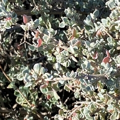 Rhagodia spinescens (Creeping Saltbush) at Tibooburra, NSW - 19 Jun 2025 by Tapirlord