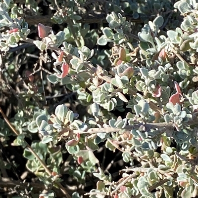 Rhagodia spinescens (Creeping Saltbush) at Tibooburra, NSW - 19 Jun 2025 by Tapirlord