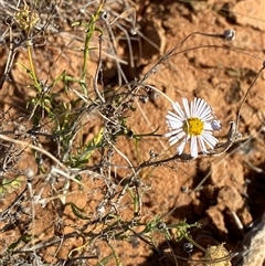 Brachyscome ciliaris (Bushy Cut-leaf Daisy) at Tibooburra, NSW - 19 Jun 2025 by Tapirlord