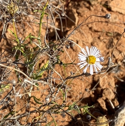 Brachyscome ciliaris (Bushy Cut-leaf Daisy) at Tibooburra, NSW - 19 Jun 2025 by Tapirlord