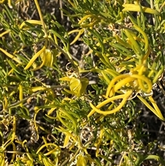 Roepera aurantiaca (Shrubby Twinleaf) at Tibooburra, NSW - 19 Jun 2025 by Tapirlord