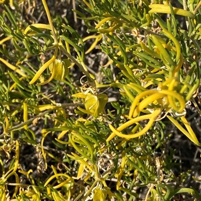 Roepera aurantiaca (Shrubby Twinleaf) at Tibooburra, NSW - 19 Jun 2025 by Tapirlord