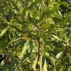 Myoporum montanum (Western Boobialla, Water Bush) at Tibooburra, NSW - 19 Jun 2025 by Tapirlord