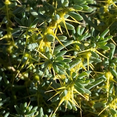Sclerolaena cuneata (Tangled Bindyi) at Tibooburra, NSW - 19 Jun 2025 by Tapirlord