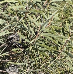 Acacia oswaldii (Umbrella Wattle, Umbrella Bush) at Tibooburra, NSW - 19 Jun 2025 by Tapirlord