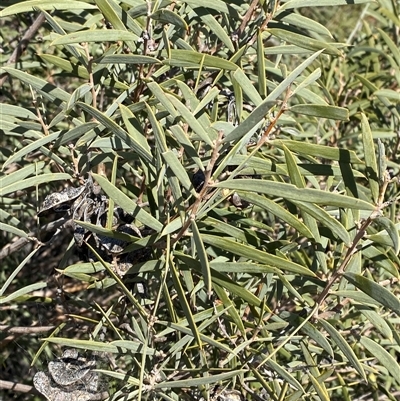 Acacia oswaldii (Umbrella Wattle, Umbrella Bush) at Tibooburra, NSW - 19 Jun 2025 by Tapirlord
