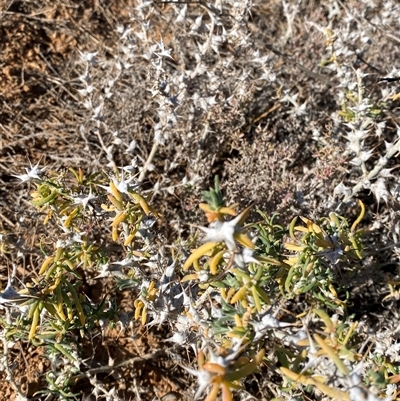 Sclerolaena bicornis (Goathead Burr) at Tibooburra, NSW - 19 Jun 2025 by Tapirlord
