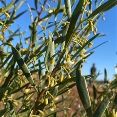 Eremophila deserti (Turkey Bush) at Tibooburra, NSW - 19 Jun 2025 by Tapirlord