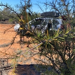 Acacia tetragonophylla (Dead Finish, Kurara) at Tibooburra, NSW - 19 Jun 2025 by Tapirlord
