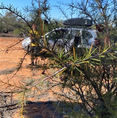 Acacia tetragonophylla (Dead Finish, Kurara) at Tibooburra, NSW - 19 Jun 2025 by Tapirlord