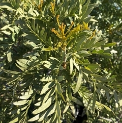Owenia acidula (Emu Apple) at Tibooburra, NSW - 19 Jun 2025 by Tapirlord
