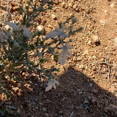 Teucrium racemosum (Grey Germander) at Tibooburra, NSW - 19 Jun 2025 by Tapirlord