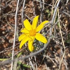 Senecio gregorii (Fleshy Groundsel, Yellow Tops) at Tibooburra, NSW - 19 Jun 2025 by Tapirlord