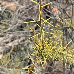 Acacia tetragonophylla (Dead Finish, Kurara) at Tibooburra, NSW - 19 Jun 2025 by Tapirlord