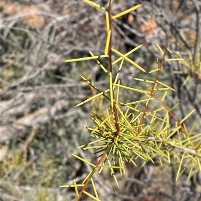 Acacia tetragonophylla (Dead Finish, Kurara) at Tibooburra, NSW - 19 Jun 2025 by Tapirlord