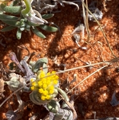 Rhodanthe tietkensii at Tibooburra, NSW - 19 Jun 2025 by Tapirlord