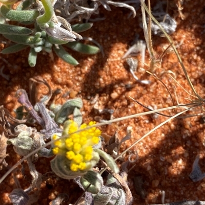 Rhodanthe tietkensii at Tibooburra, NSW - 19 Jun 2025 by Tapirlord