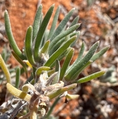 Sclerolaena diacantha (Grey Copperburr) at Tibooburra, NSW - 19 Jun 2025 by Tapirlord