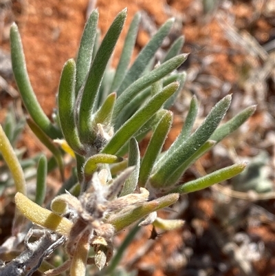 Sclerolaena diacantha (Grey Copperburr) at Tibooburra, NSW - 19 Jun 2025 by Tapirlord