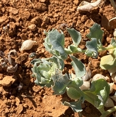 Atriplex holocarpa (Pop Saltbush) at Tibooburra, NSW - 19 Jun 2025 by Tapirlord