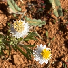 Rhodanthe floribunda (Common White Sunray) at Tibooburra, NSW - 19 Jun 2025 by Tapirlord