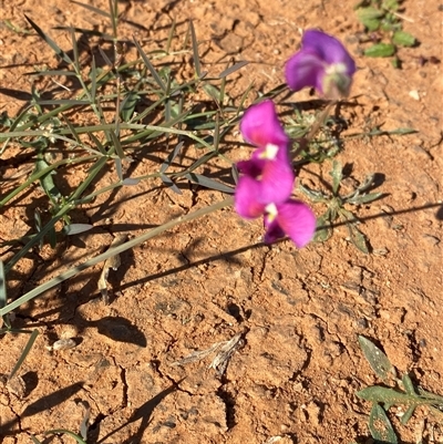 Swainsona campylantha (Pea Flower) at Tibooburra, NSW - 19 Jun 2025 by Tapirlord