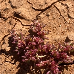 Trianthema triquetrum (Red Spinach) at Tibooburra, NSW - 19 Jun 2025 by Tapirlord