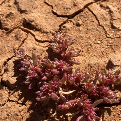 Trianthema triquetrum (Red Spinach) at Tibooburra, NSW - 19 Jun 2025 by Tapirlord