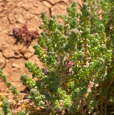 Osteocarpum acropterum (Babbagia) at Tibooburra, NSW - 19 Jun 2025 by Tapirlord