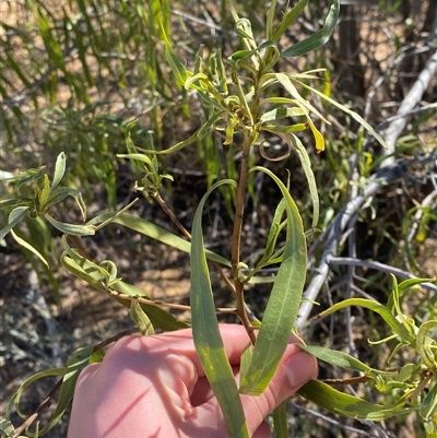 Eremophila bignoniiflora at Tibooburra, NSW - 19 Jun 2025 by Tapirlord