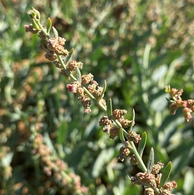 Haloragis aspera (Rough Raspwort) at Tibooburra, NSW - 19 Jun 2025 by Tapirlord