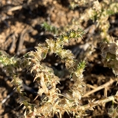 Salsola australis (Tumbleweed) at Tibooburra, NSW - 19 Jun 2025 by Tapirlord