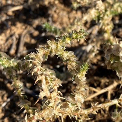 Salsola australis (Tumbleweed) at Tibooburra, NSW - 19 Jun 2025 by Tapirlord