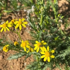 Senecio tuberculatus at Tibooburra, NSW - 19 Jun 2025 by Tapirlord