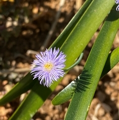 Minuria integerrima (Native Daisy) at Tibooburra, NSW - 19 Jun 2025 by Tapirlord