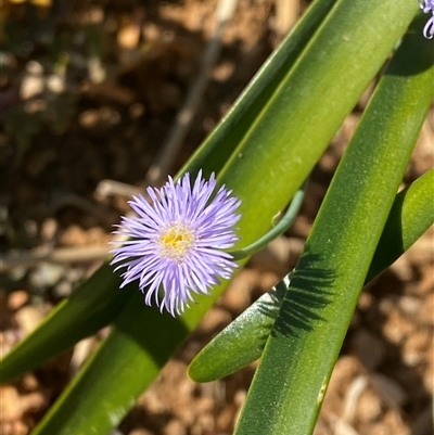 Minuria integerrima (Native Daisy) at Tibooburra, NSW - 19 Jun 2025 by Tapirlord