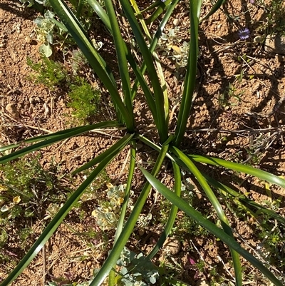 Crinum flaccidum (Darling Lily) at Tibooburra, NSW - 19 Jun 2025 by Tapirlord